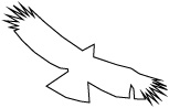 クマタカC