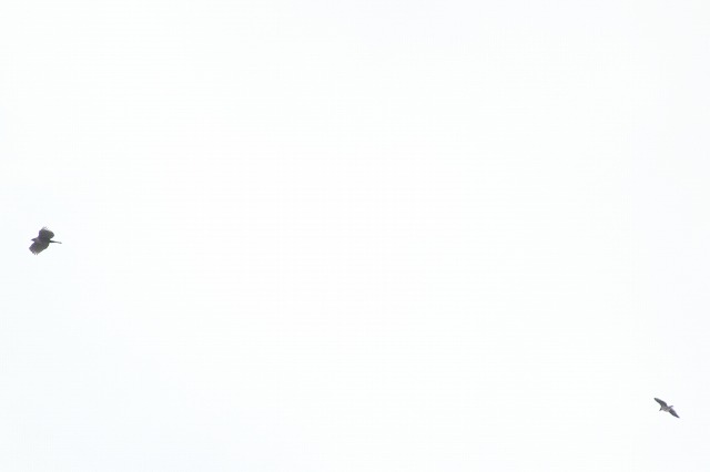 N}^JIX