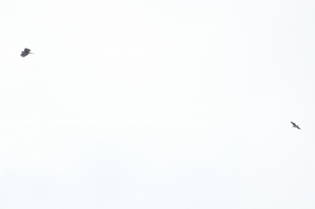 N}^JIX