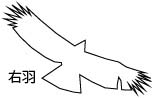 クマタカC