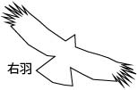 クマタカD
