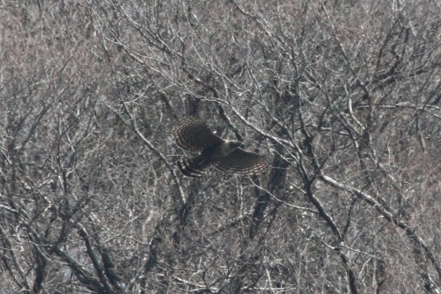 クマタカオスその三