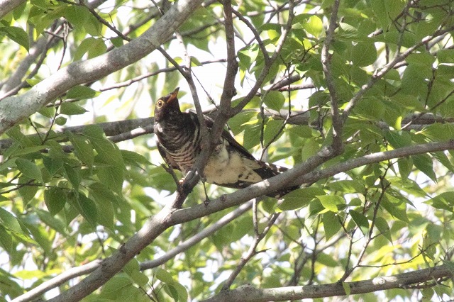 ツツドリの若鳥
