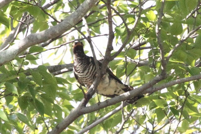 ツツドリの若鳥