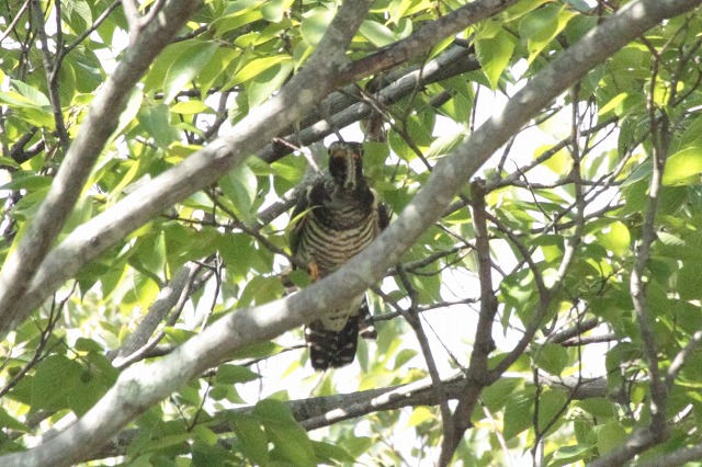 ツツドリの若鳥