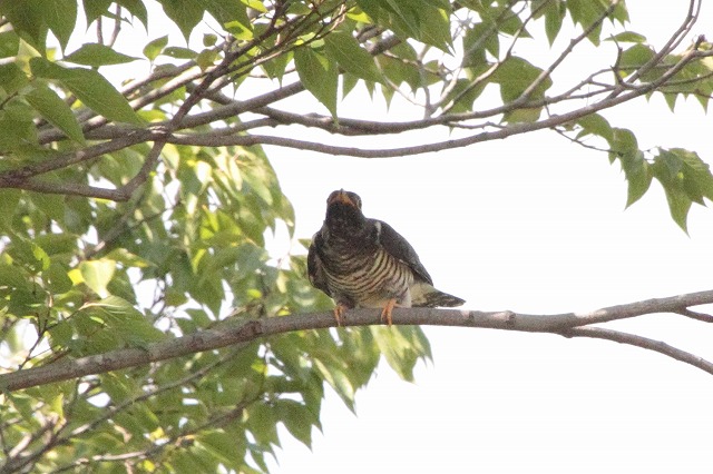 ツツドリの若鳥