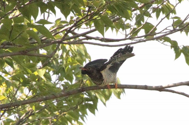 ツツドリの若鳥