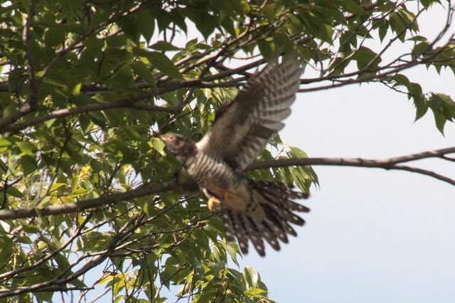 ツツドリの若鳥
