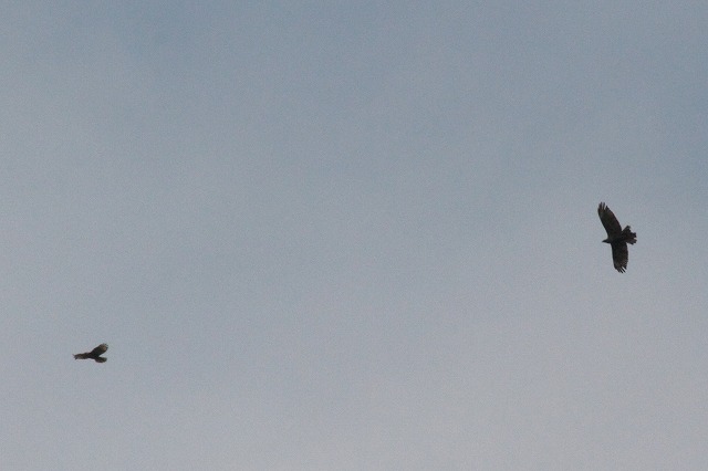 N}^JƃmX̓