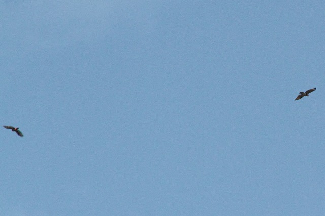 ノスリとトンビその一
