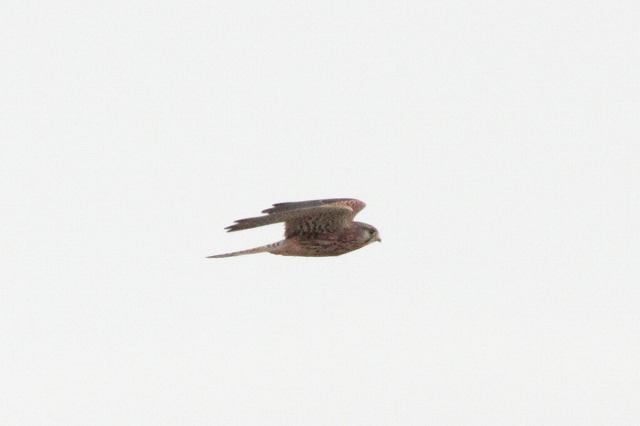 ハヤブサの若鳥