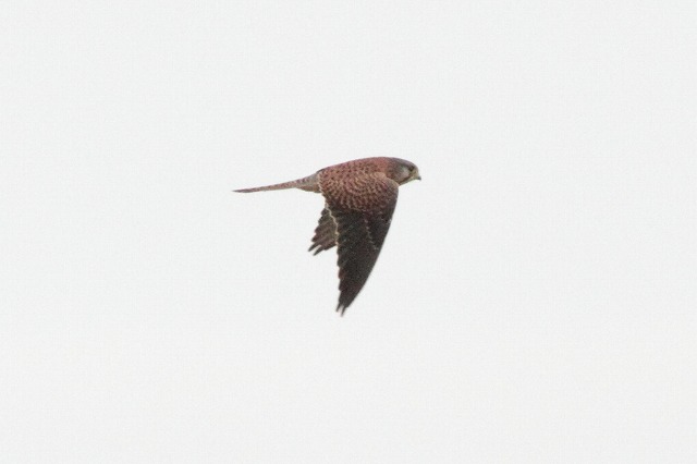 ハヤブサの若鳥