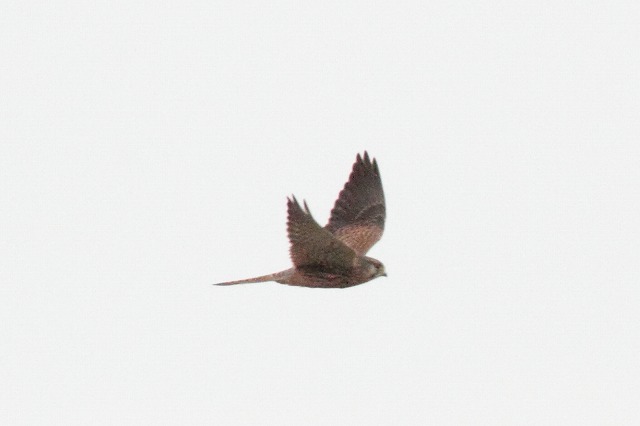 ハヤブサの若鳥