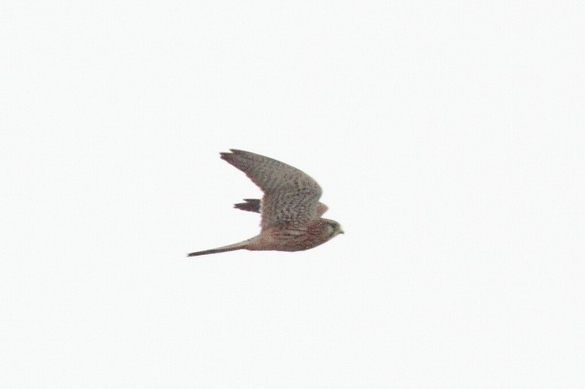 ハヤブサの若鳥