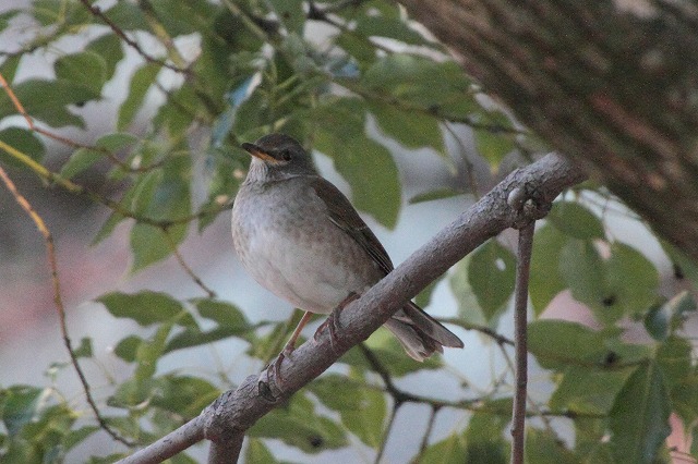 Vn