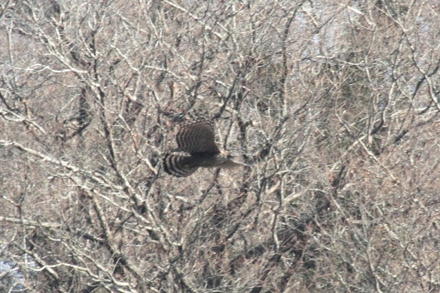 クマタカAその一