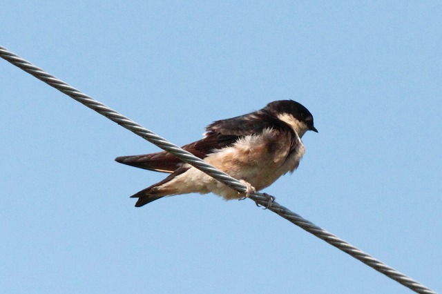 Cco