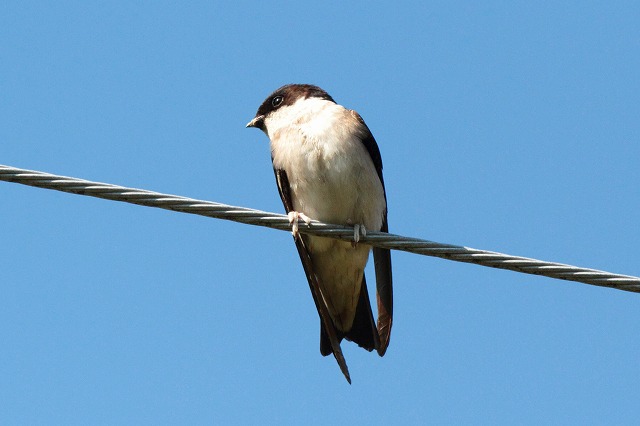 Cco