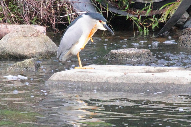 ゴイサギその二