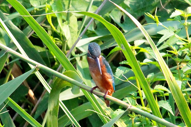 カワセミオスその三