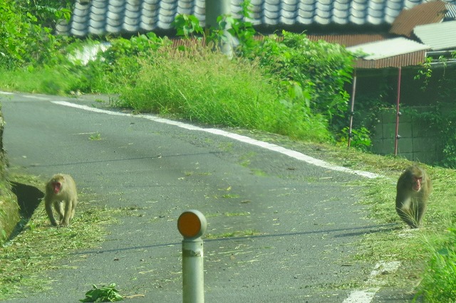 Hɉo
