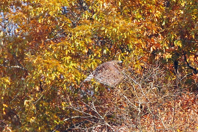 クマタカAその八