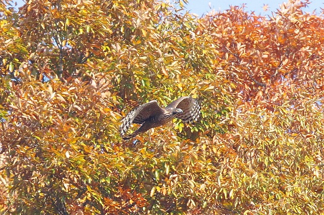 クマタカAその八