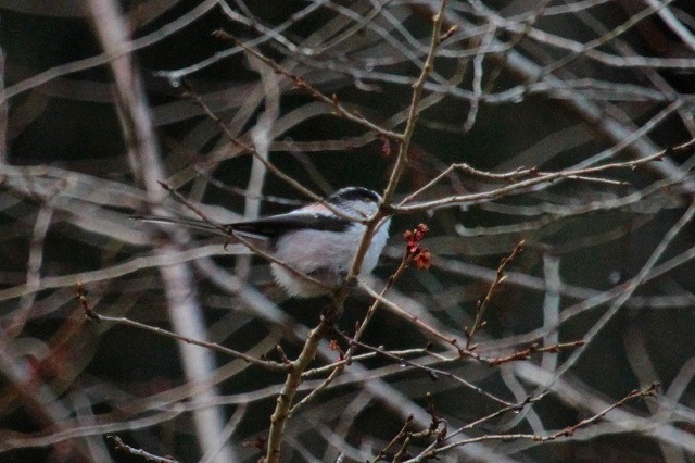 GiKAVWEJ
