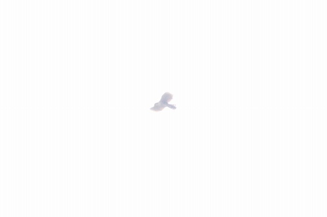 ʌ̃N}^Jʕs\