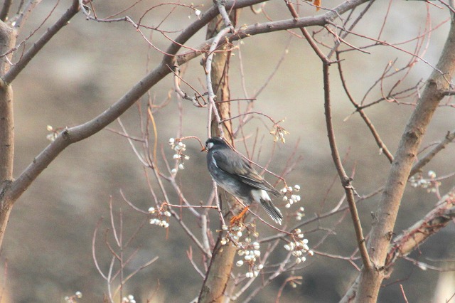 Nh