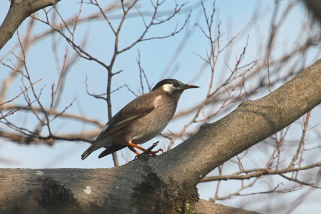 Nh