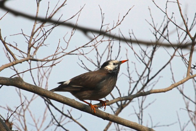Nh