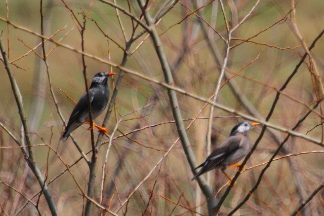 Nh