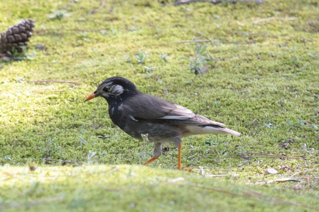 Nh