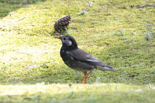 Nh