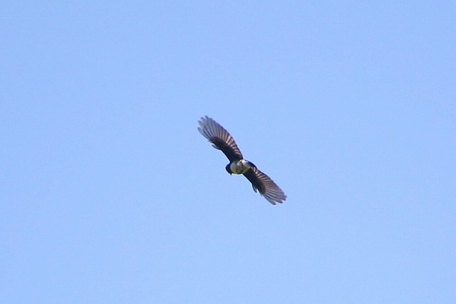 II