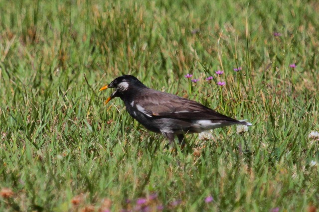 Nh