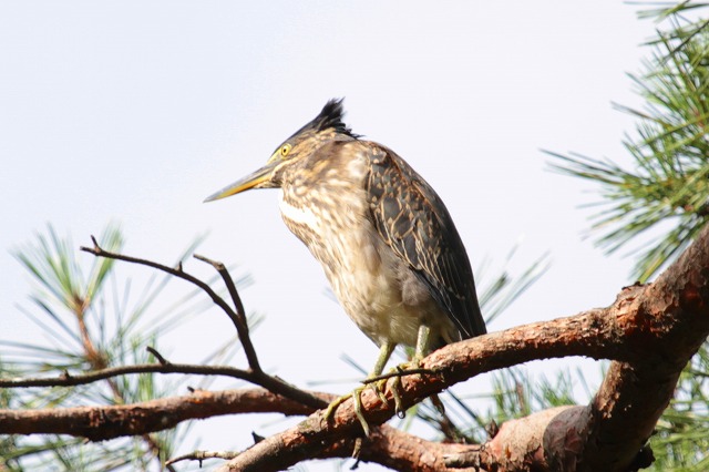 ササゴイ若鳥その三