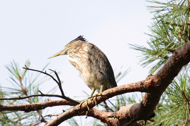 ササゴイ若鳥その三