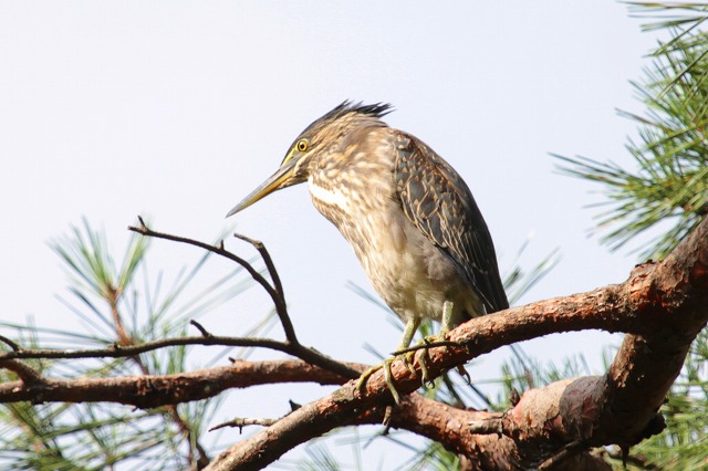 ササゴイ若鳥その三