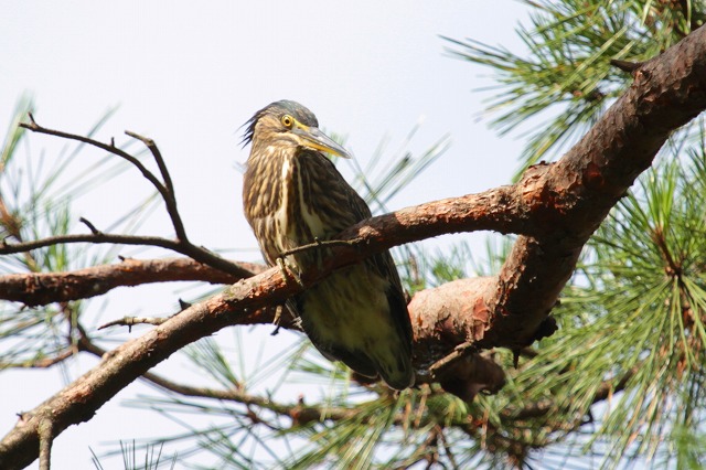 ササゴイ若鳥その三