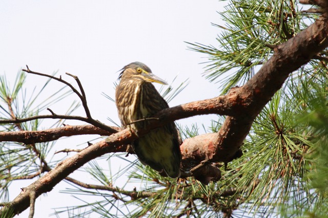 ササゴイ若鳥その三