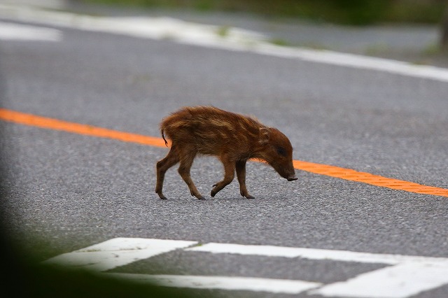 ウリボウの出現