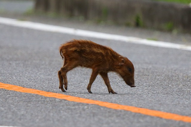 ウリボウの出現