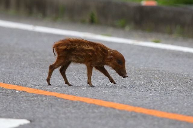 ウリボウの出現