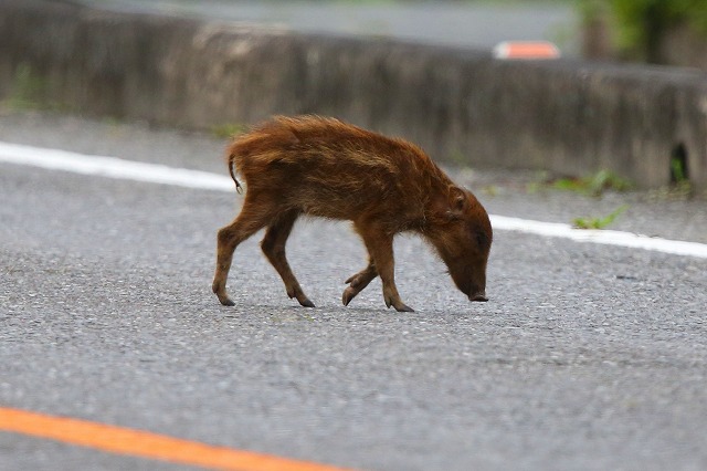 ウリボウの出現