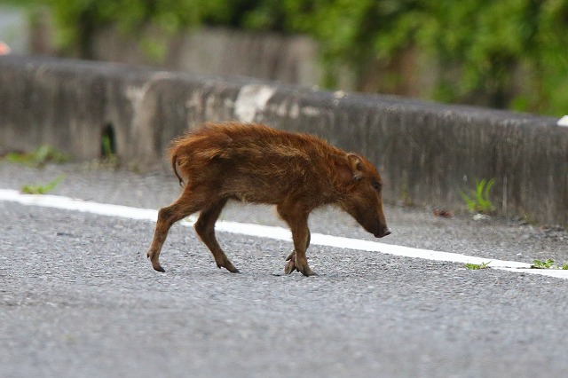 ウリボウの出現
