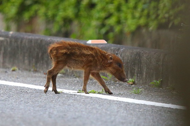 ウリボウの出現