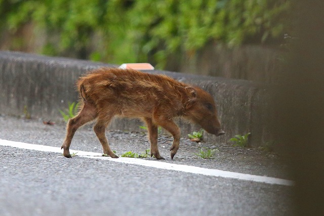 ウリボウの出現