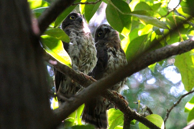 アオバズクの雛その九